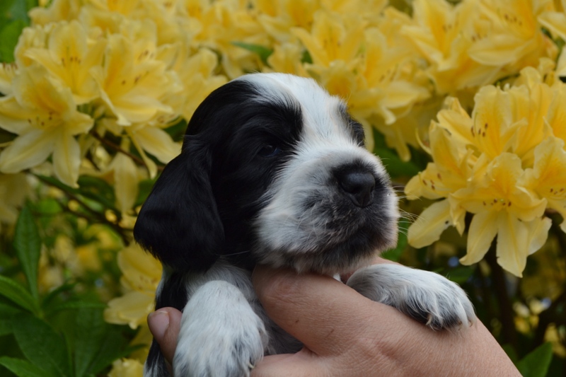 3c - pejsek tm. zelená.JPG